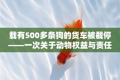 载有500多条狗的货车被截停——一次关于动物权益与责任的深度探讨