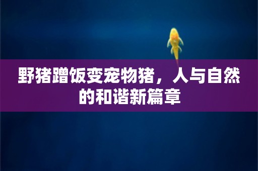 野猪蹭饭变宠物猪，人与自然的和谐新篇章