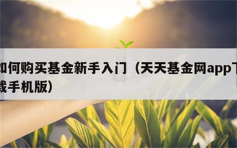 如何购买基金新手入门（天天基金网app下载手机版）